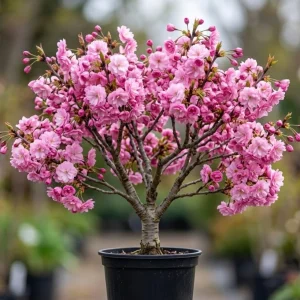 Double Pink Flowering Cherry Tree Live Plant, 6-12" Tall, Ornamental Outdoor - Image 1