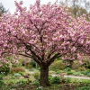 Double Pink Flowering Cherry Tree Live Plant – 6-12" Tall – Ornamental Outdoor - Image 1