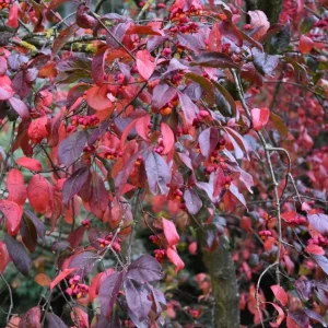 Dwarf Burning Bush Bare Root Plants - 5 Pack, 6-12 inches, Vibrant Red Fall Color, Outdoor Hardy Shrub - Image 2