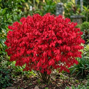Dwarf Burning Bush Bare Root Plants - 5 Pack, 6-12 inches, Vibrant Red Fall Color, Outdoor Hardy Shrub - Image 1