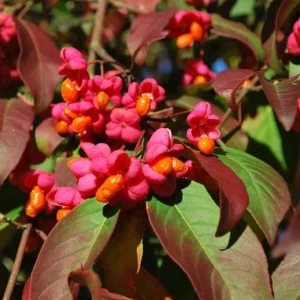Dwarf Burning Bush Bare Root Plants - 5 Pack, 6-12 inches, Vibrant Red Fall Color, Outdoor Hardy Shrub - Image 3