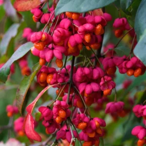 Dwarf Burning Bush Bare Root Plants - 5 Pack, 6-12 inches, Vibrant Red Fall Color, Outdoor Hardy Shrub - Image 4