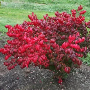 Dwarf Burning Bush Bare Root Plants - 5 Pack, 6-12 inches, Vibrant Red Fall Color, Outdoor Hardy Shrub - Image 5
