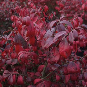 Dwarf Burning Bush Bare Root Plants - 5 Pack, 6-12 inches, Vibrant Red Fall Color, Outdoor Hardy Shrub - Image 6