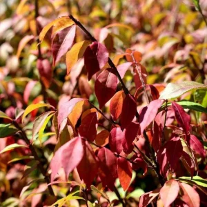 Dwarf Burning Bush Bare Root Plants - 5 Pack, 6-12 inches, Vibrant Red Fall Color, Outdoor Hardy Shrub - Image 7