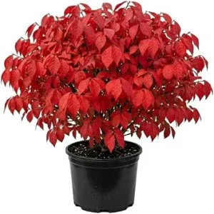 Dwarf Burning Bush Live Plant 12-18" Tall - Winged Euonymus, Hardy Outdoor Shrub - Image 1