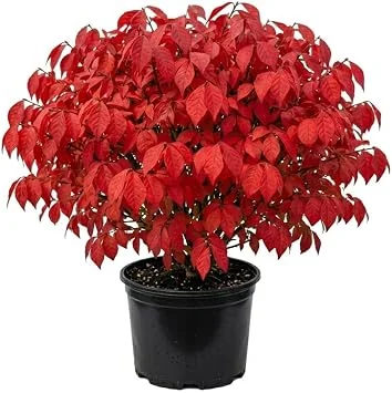 Dwarf Burning Bush Live Plant 12-18" Tall - Winged Euonymus, Hardy Outdoor Shrub - Image 1