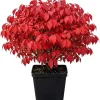 Dwarf Burning Bush Live Plant – Winged Euonymus Shrub 6-12" Tall 4" Pot – Outdoor - Image 1