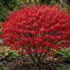 Dwarf Burning Bush Live Plants - 5 Pack, Bare Root, 6-12" Tall, Vibrant Red Fall Color, Outdoor Shrub - Image 1