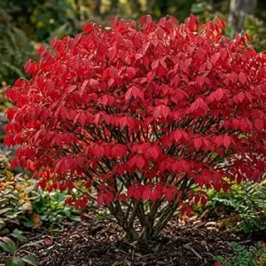 Dwarf Burning Bush Live Plants - 5 Pack, Bare Root, 6-12" Tall, Vibrant Red Fall Color, Outdoor Shrub - Image 1