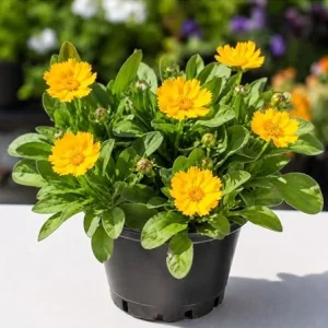 Dwarf Coreopsis Live Plants - 2-Pack Yellow Tickseed Flowers, 4 Inch Pot, Outdoor Perennial - Image 2