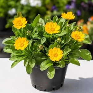 Dwarf Coreopsis Live Plants - 2-Pack Yellow Tickseed Flowers, 4 Inch Pot, Outdoor Perennial - Image 4