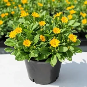 Dwarf Coreopsis Live Plants - Yellow Tickseed Flowers, 3-Pack, 4-inch Pot, Outdoor - Image 1