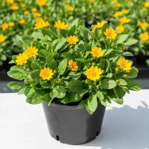 Dwarf Coreopsis Live Plants - Yellow Tickseed Flowers, 3-Pack, 4-inch Pot, Outdoor - Image 7