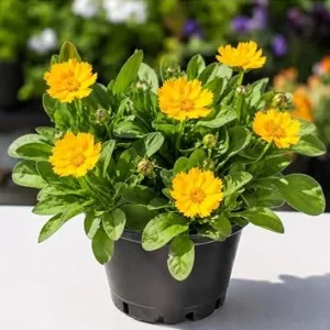 Dwarf Coreopsis Live Plants - Yellow Tickseed Flowers, 2-Pack, 4-Inch Pots, Outdoor Perennial - Image 1