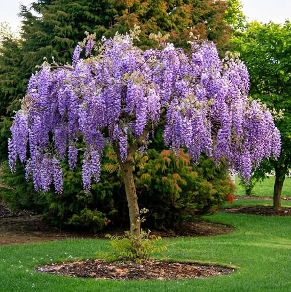 Dwarf Wisteria Live Plant – Purple Flowering Vine, 7-12" Tall, Outdoor - Image 6