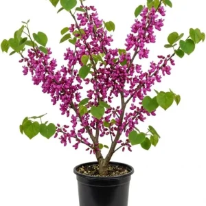 Eastern Redbud Tree Live Plant 6-16 Inch Tall – Quart Pot, Ornamental Shrub - Image 1