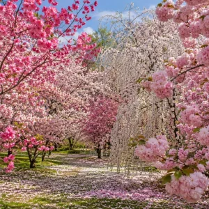 Flowering Cherry Tree Live Plants - Set of 2 Assorted Varieties, 5-12" Tall in 3" Pot, Outdoor - Image 2