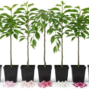 Flowering Cherry Tree Live Plants - Set of 2 Assorted Varieties, 5-12