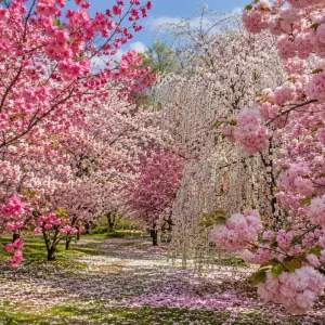 Flowering Cherry Tree Live Plants - Set of 2 Assorted Varieties, 5-12