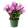 Fuchsia Spring Cactus Live Plant – 4 inch Rhipsalidopsis Succulent – Indoor Plant - Image 1