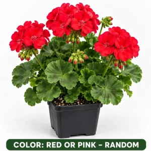 Geranium Live Plant - Red or Pink Pelargonium Flowers for Garden & Patio - Image 5