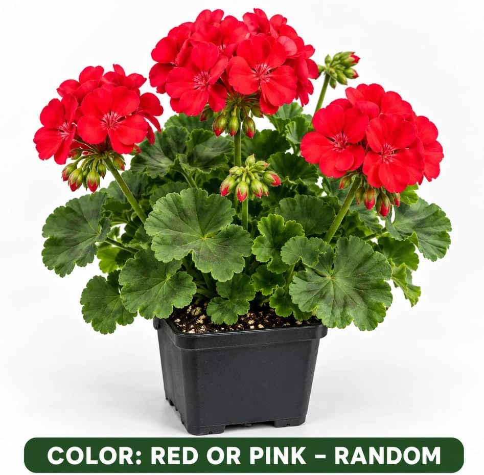 Geranium Live Plant - Red or Pink Pelargonium Flowers for Garden & Patio - Image 5