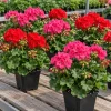 Geranium Live Plant - Red or Pink Pelargonium Flowers for Garden & Patio - Image 1