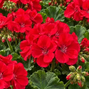 Geranium Live Plant - Red or Pink Pelargonium Flowers for Garden & Patio - Image 6