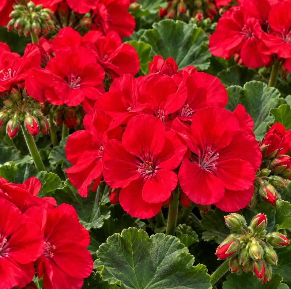 Geranium Live Plant - Red or Pink Pelargonium Flowers for Garden & Patio - Image 6