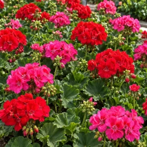 Geranium Live Plant - Red or Pink Pelargonium Flowers for Garden & Patio - Image 7