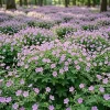 Geranium Maculatum Bare Root Rhizomes - 5 Pack Woodland Wild Geranium Flowers, Pale Pink to Lilac, Outdoor Perennial - Image 1