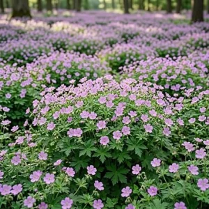 Geranium Maculatum Bare Roots - 5 Pack Woodland Wild Geranium for Shade - Image 2