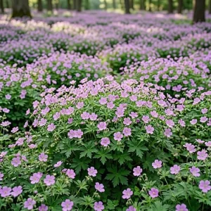 Geranium Maculatum Bare Roots - 5 Pack Woodland Wild Geranium for Shade - Image 7