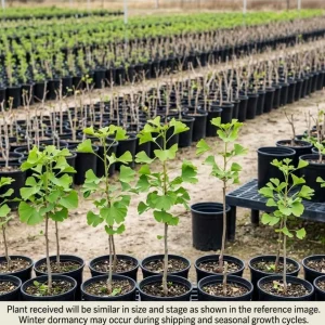 Ginkgo Tree Live Plant 8-12
