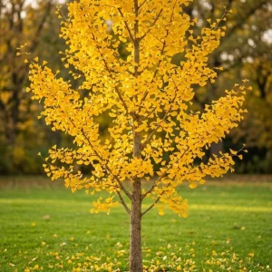 Ginkgo Tree Live Plant 8-12