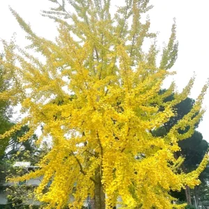 Ginkgo Tree Live Plant 8-12