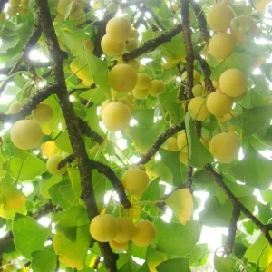 Ginkgo Tree Live Plant 8-12