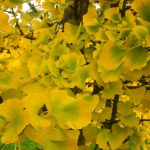 Ginkgo Tree Live Plant 8-12