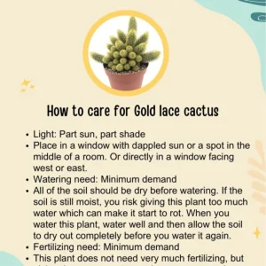 Gold Lace Ladyfingers Cactus Live Plant - Mammillaria Elongata Succulent, Drought Tolerant, 2-4 Inch Bare Root Specimen - Image 1