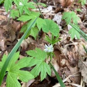 Goldenseal Bare Roots – 5 Live Rhizomes 4–6 Inches Long – Hydrastis Canadensis for Planting - Image 3