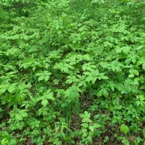 Goldenseal Bare Roots – 5 Live Rhizomes 4–6 Inches Long – Hydrastis Canadensis for Planting - Image 4