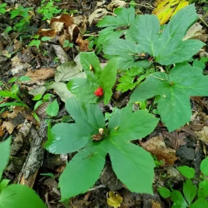 Goldenseal Bare Roots – 5 Live Rhizomes 4–6 Inches Long – Hydrastis Canadensis for Planting - Image 5