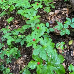 Goldenseal Bare Roots – 5 Live Rhizomes 4–6 Inches Long – Hydrastis Canadensis for Planting - Image 6