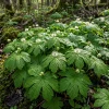Goldenseal Rhizomes 5 Pack – Fresh Live Bare Root Perennial Plant 4-6 Inches Long for Outdoor Woodland Gardens - Image 1