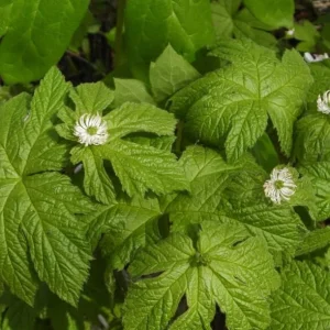 Goldenseal Rhizomes for Planting – 20 Fresh Bare Roots 4-6 Inches Long – Live Perennial - Image 1