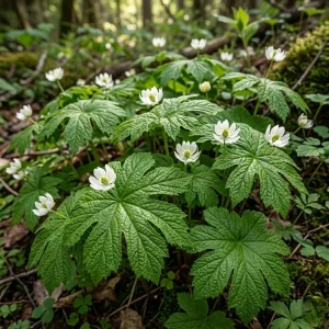 Goldenseal Rhizomes for Planting – 20 Fresh Bare Roots 4-6 Inches Long – Live Perennial - Image 2