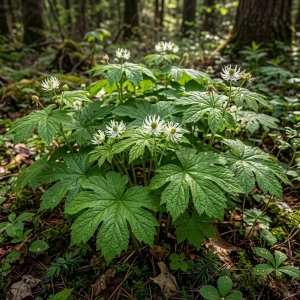 Goldenseal Rhizomes for Planting – 20 Fresh Bare Roots 4-6 Inches Long – Live Perennial - Image 3