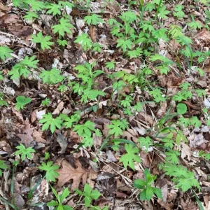 Goldenseal Rhizomes for Planting – 20 Fresh Bare Roots 4-6 Inches Long – Live Perennial - Image 5