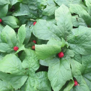 Goldenseal Rhizomes for Planting – 20 Fresh Bare Roots 4-6 Inches Long – Live Perennial - Image 7